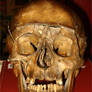 Human Skull 1