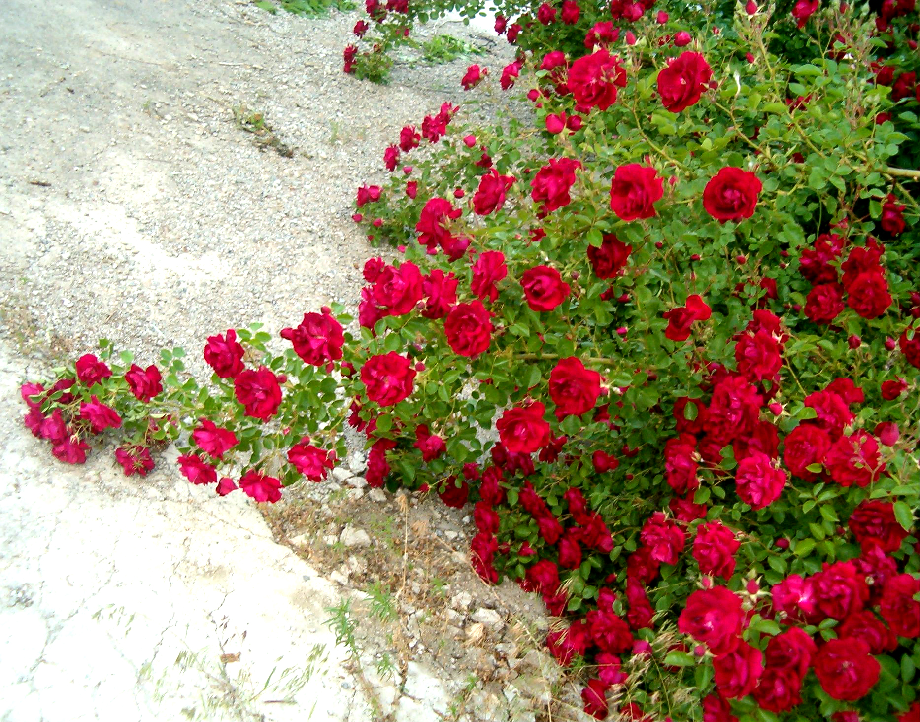 Red Rose Vines 3