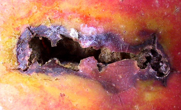 Rotten Apple Texture
