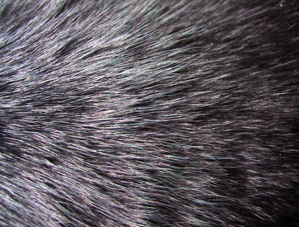 Шерсть кругом. Кошачья шерсть. Текстура шерсти. Кожа и мех текстура. Мех кота.