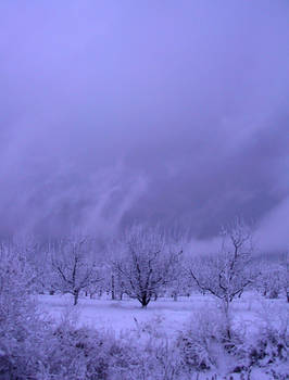 Snowy Trees 1