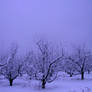 Snowy Trees 2