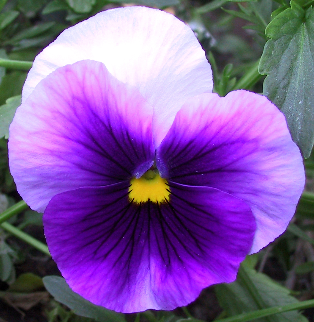 Falln Garden Pansy 1