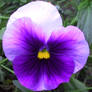 Falln Garden Pansy 1