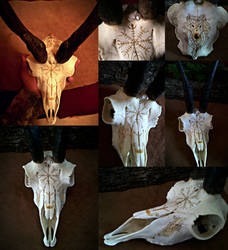 Viking Chamois Skull by VoceDelBosco