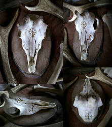 Primitive Alpine Chamois Skull by VoceDelBosco