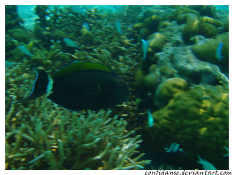 Poisson des maldives