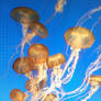 jelly fish