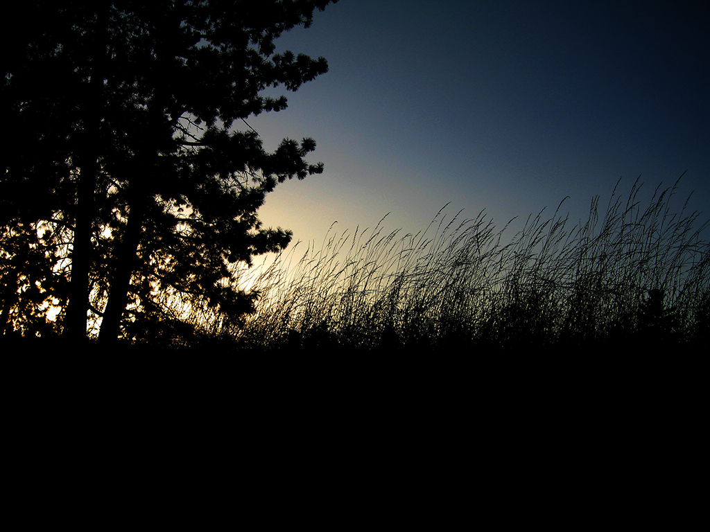 Silhouettes at Dusk