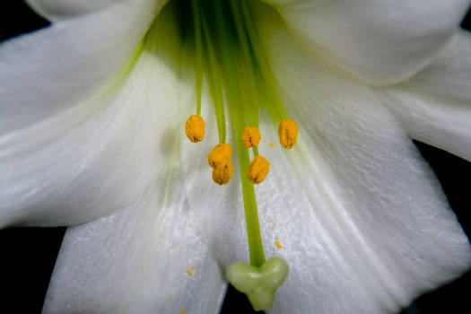 A White Flower
