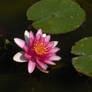 Water Lily