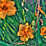 HDR flowers2