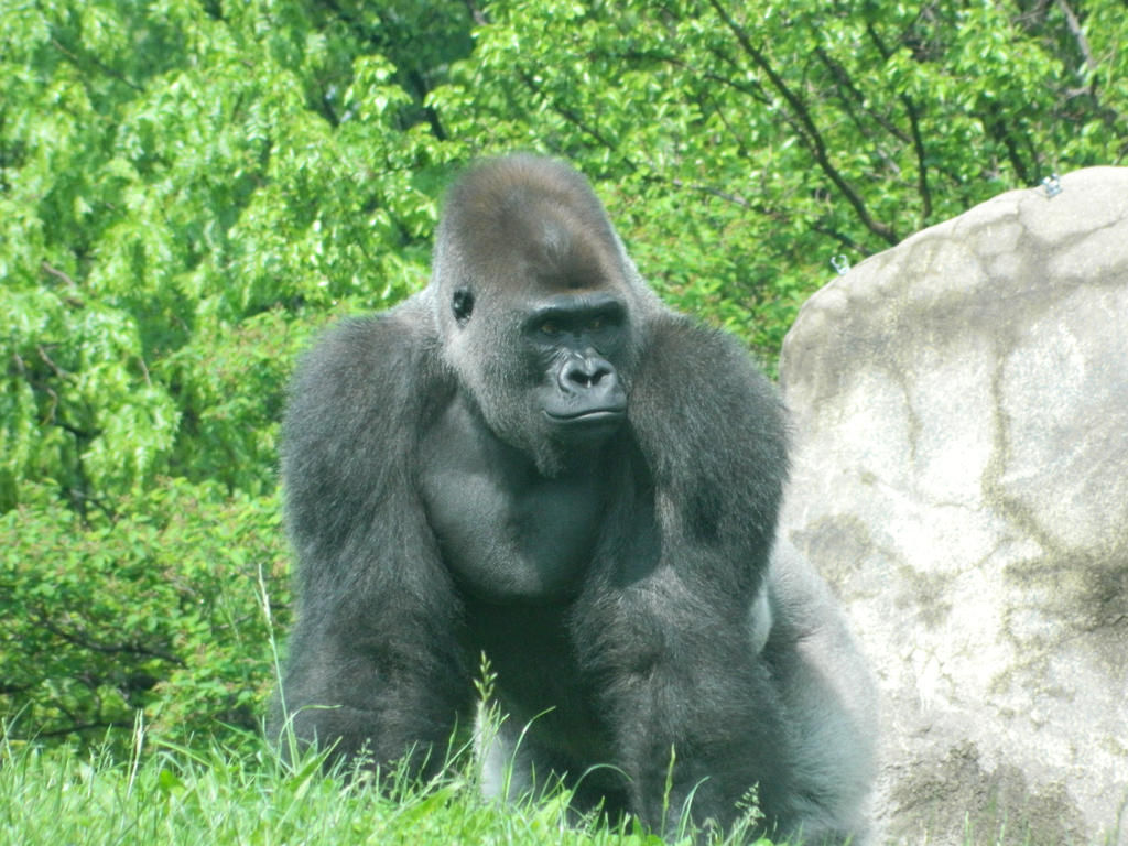 Silverback by bewilderedwolfman on DeviantArt