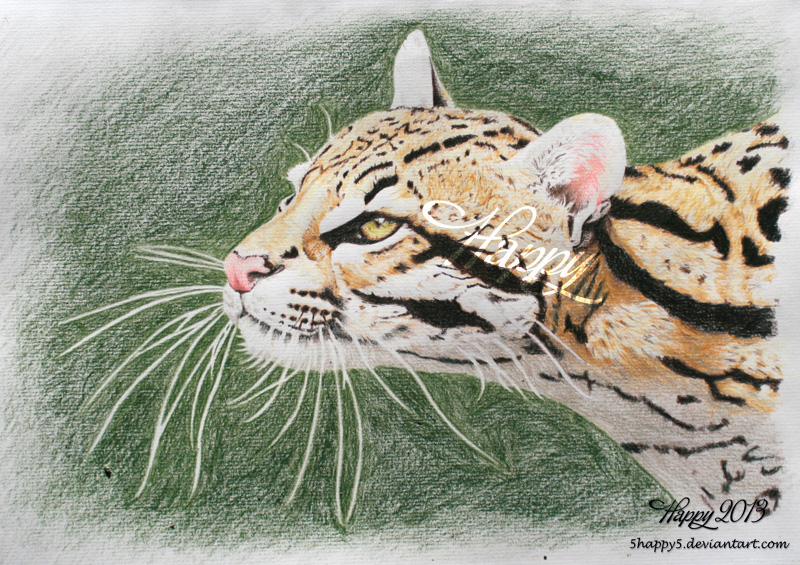 Ocelot