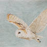 Barn Owl Flying