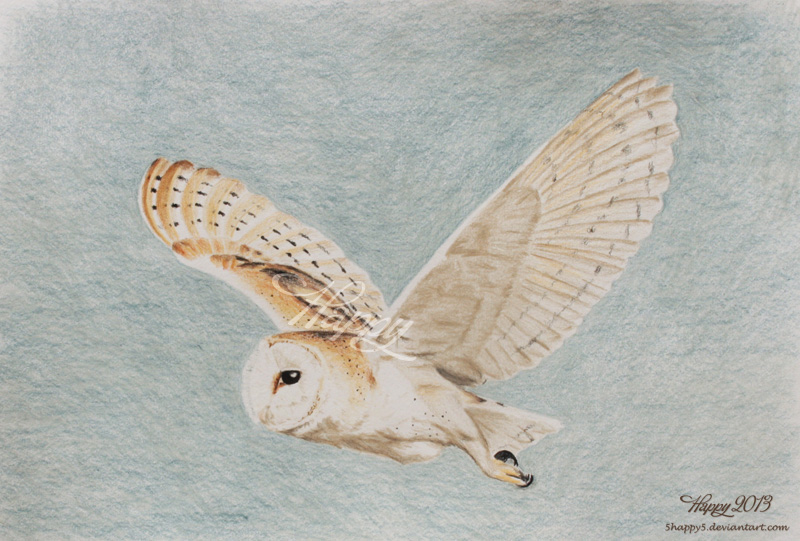Barn Owl Flying by Happy5art Barn Owl Flying by Happy5art