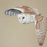 Barn Owl Beauty
