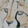 Baby Cheetah