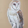 Barn Owl