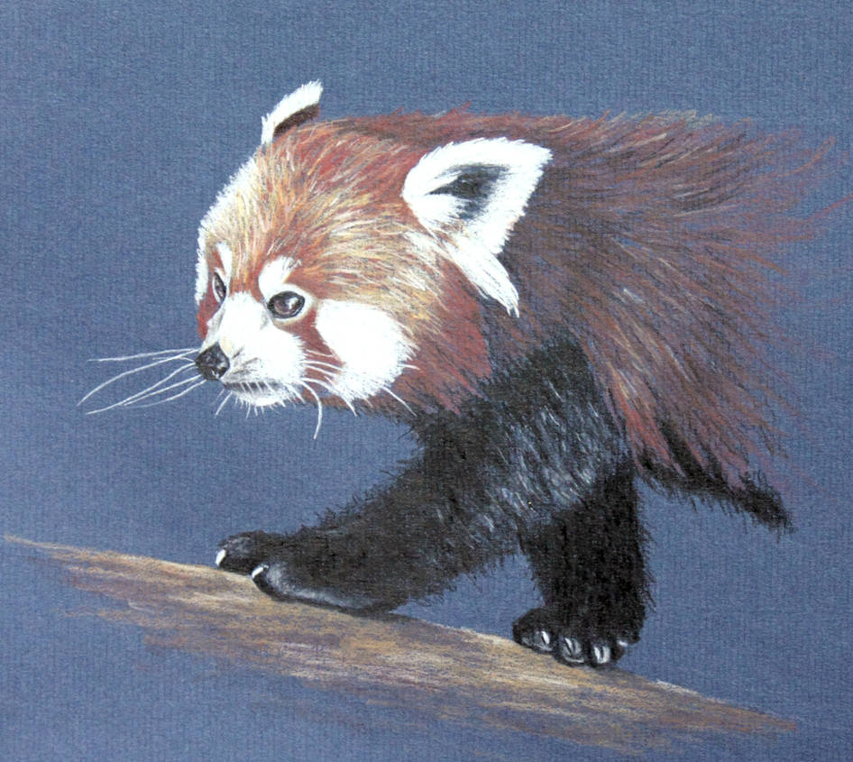 Red Panda by Happy5art on DeviantArt