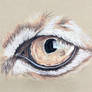 All Cats Wear Eyeliner - Lynx