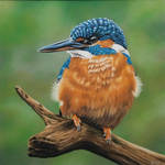 Kingfisher by Happy5art