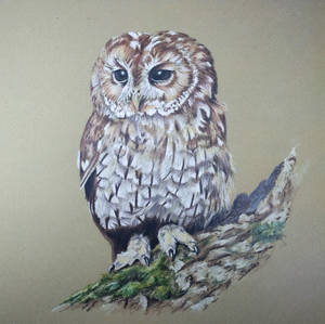 Tawny Owl