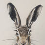 Hare Sketch