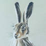 Hare Sketch on green