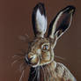 Hare