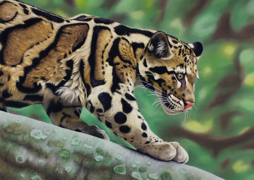 Clouded Leopard