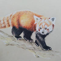 Red Panda Sketch