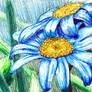 Blue Daisies