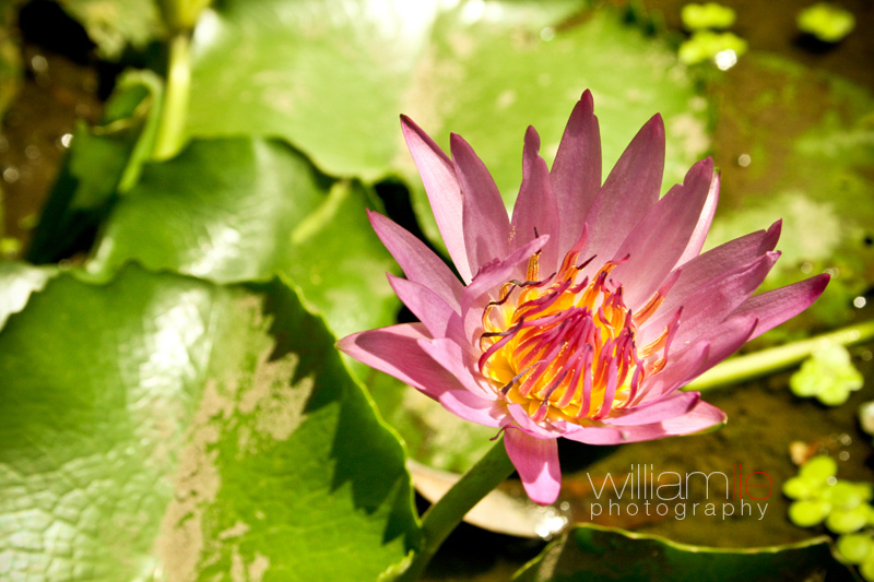 Water Lily Blossom