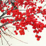 Red Berries + Snow