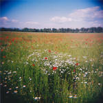 ...Holga... by Cleriee