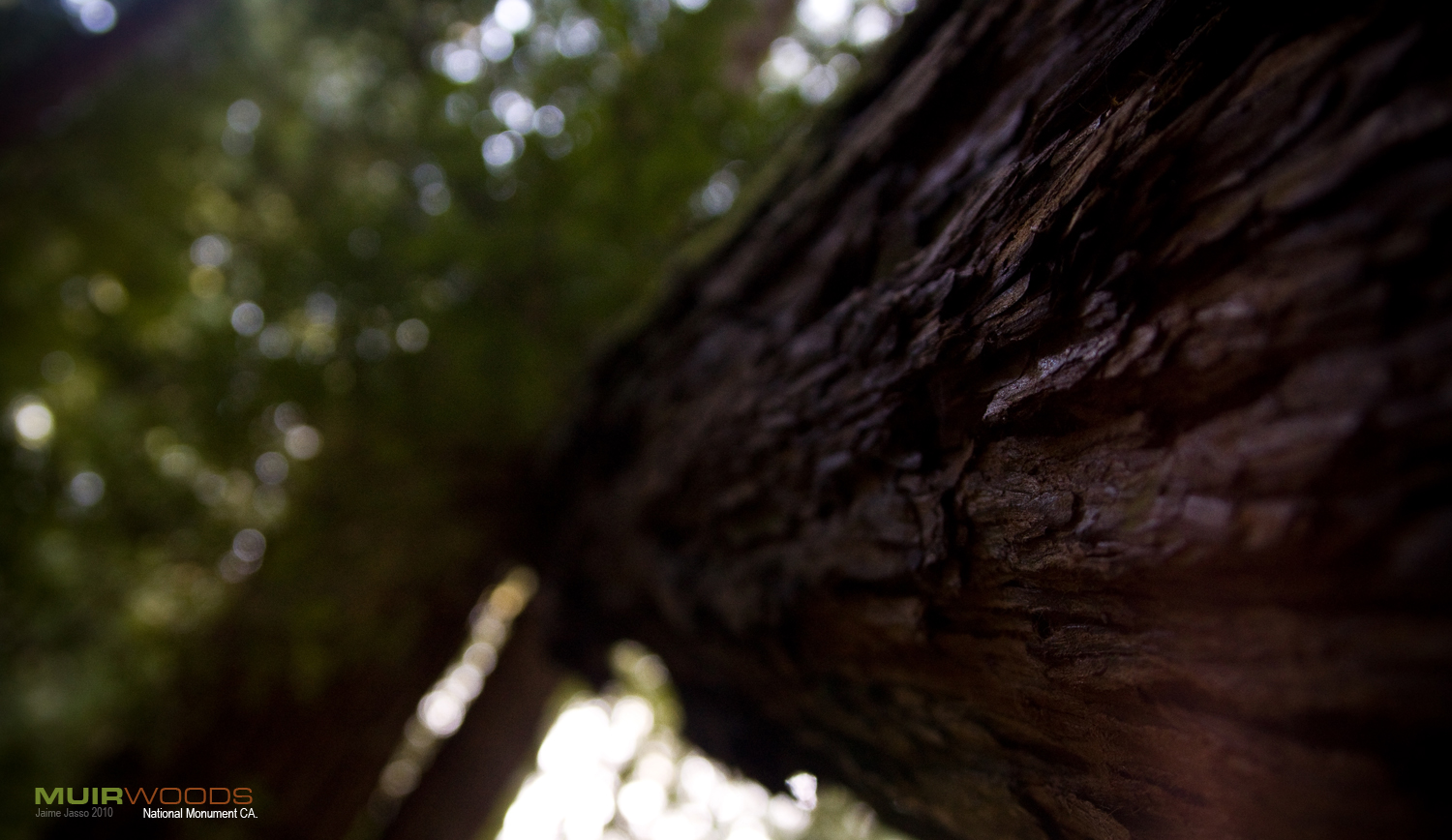 Muir Woods 6