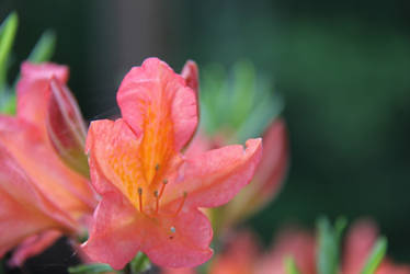 rhododendron flower