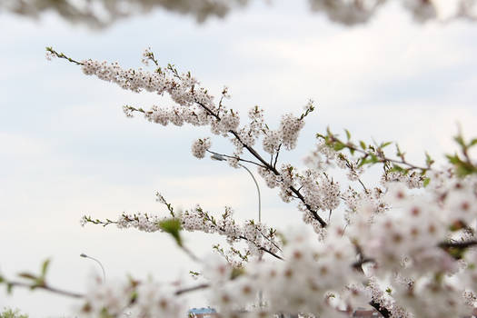 Sakura in Vilnius