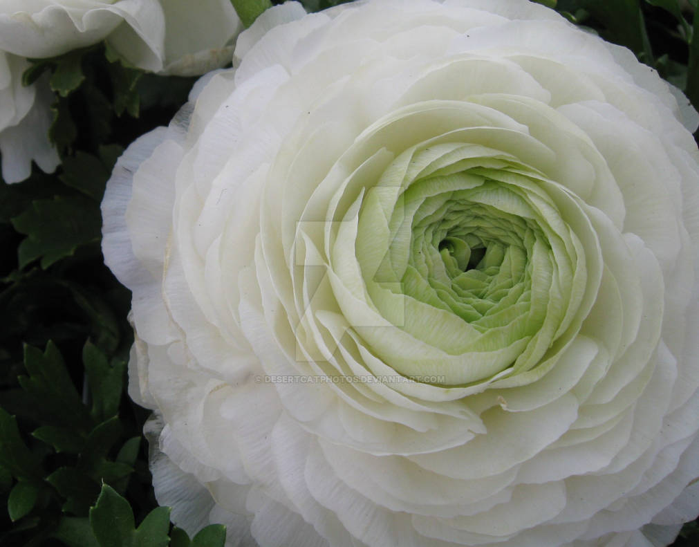 White Ran by DesertCatPhotos on DeviantArt