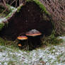 Frozen Mushrooms