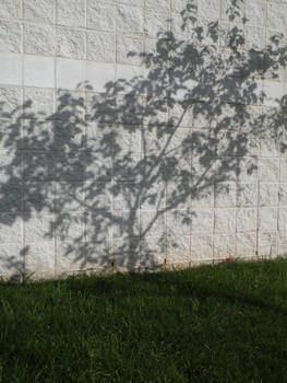 Shadow Tree