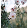 almond blossoms.