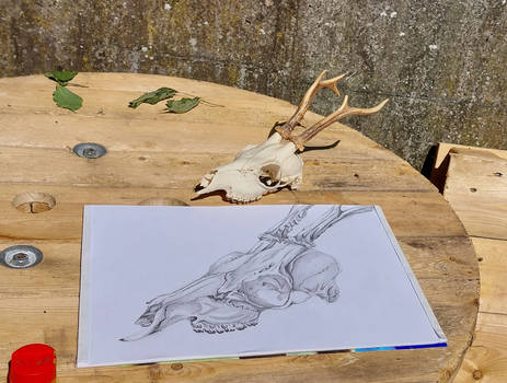 Deer Skull