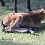 Foal Stock 4