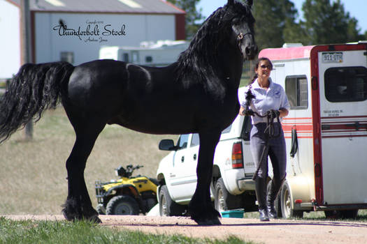 Friesian Stock 4