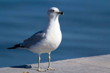 Ring billed gull4