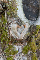 The heart of the tree