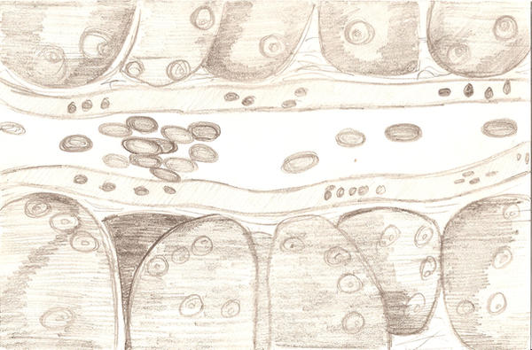 Biocell Layout Biocells Series 3 by ecoody on DeviantArt