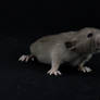 Burmese Dumbo rat kitten - 20 days old